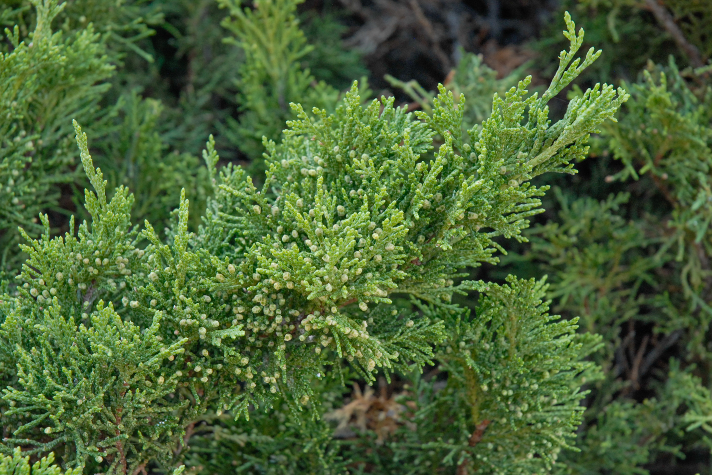 Tam Juniper